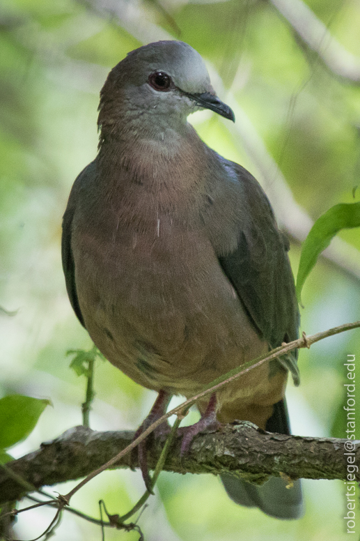 lemon dove